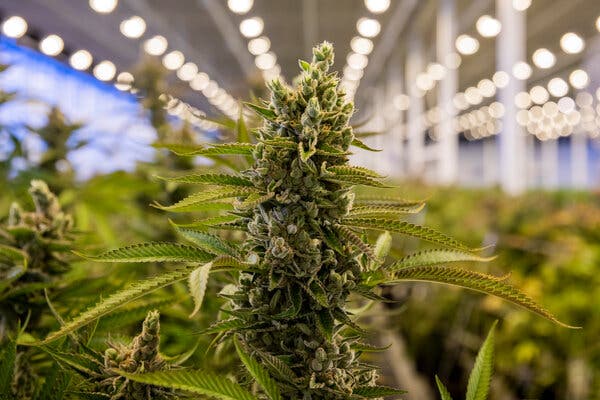 Helpt legalisering van cannabis in Amerika?
